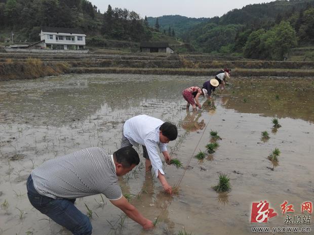 新闻中心 乡镇速递 正文  5月7日,永顺县砂坝镇中立村的水稻旱育秧百