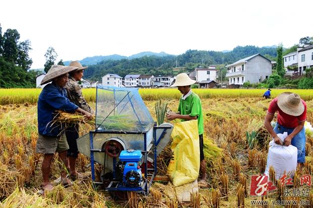 永顺县各地农民抢收稻谷