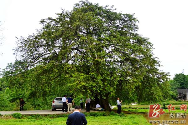 永顺县惊现千年红豆杉